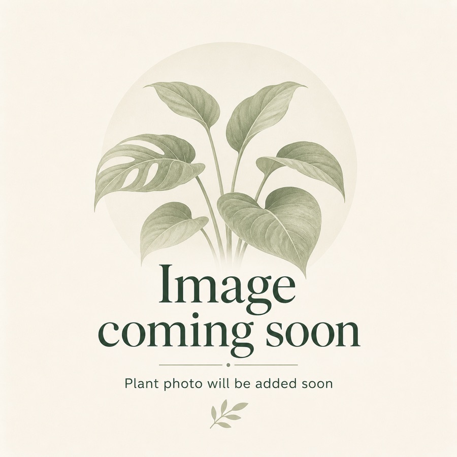 Plant image